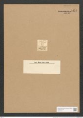 Synedra falcata Rabenh. (de-Toni-Nr.: Genus 66, Species 2619) Zeichnungen Sammlung Grunow Nr. 5352 (NHMW-BOT-W0373761)